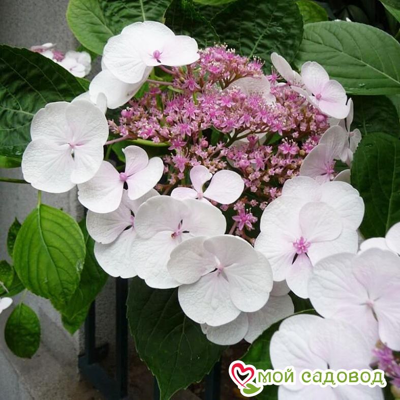 Эксклюзив! Гортензия Стрекоза ЗКС