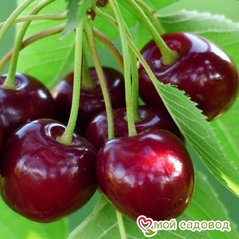 Саженцы вишни - Чудо-вишня