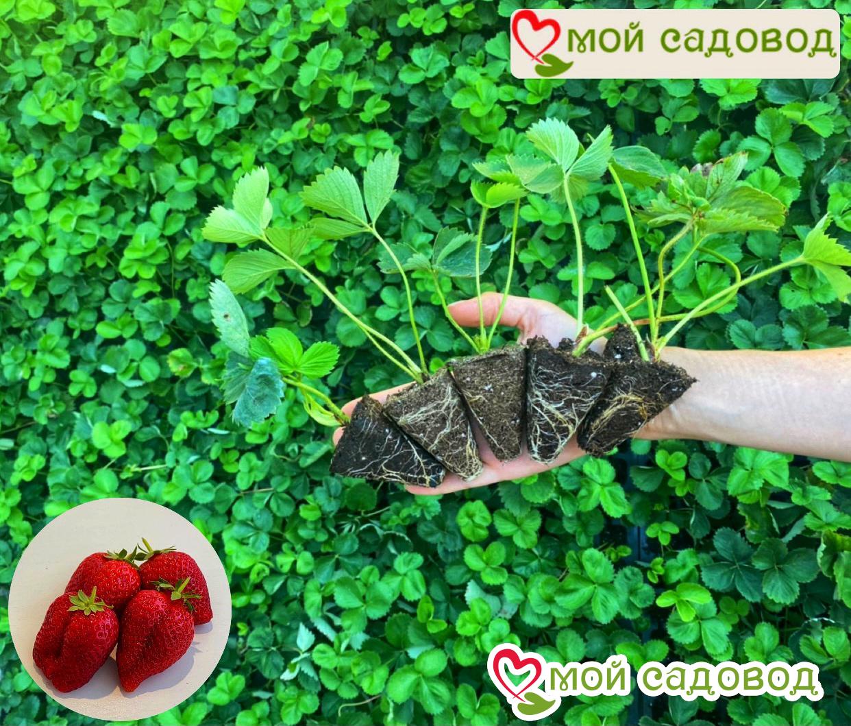 Клубника Клубничный Бархат